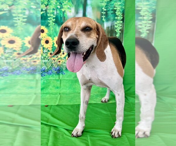 Medium Photo #5 Treeing Walker Coonhound-Unknown Mix Puppy For Sale in Sanderson, FL, USA