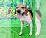 Small #4 Treeing Walker Coonhound Mix
