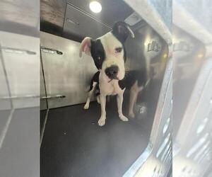 American Staffordshire Terrier-Unknown Mix Dogs for adoption in San Antonio, TX, USA