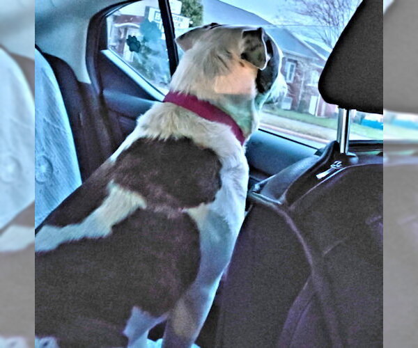 Medium Photo #4 Mutt Puppy For Sale in Rutherfordton, NC, USA