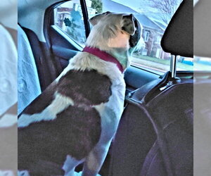 Lucy - Female Mutt Dog for Adoption - Photo #4