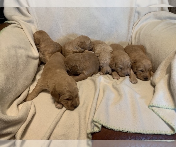 Medium Photo #1 Goldendoodle Puppy For Sale in HOLT, MO, USA