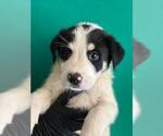 Small Border Collie Mix