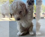 Small #15 Labradoodle