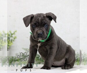 Cane Corso Puppy for sale in GORDONVILLE, PA, USA