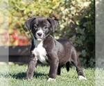 Small #5 Labrador Retriever Mix