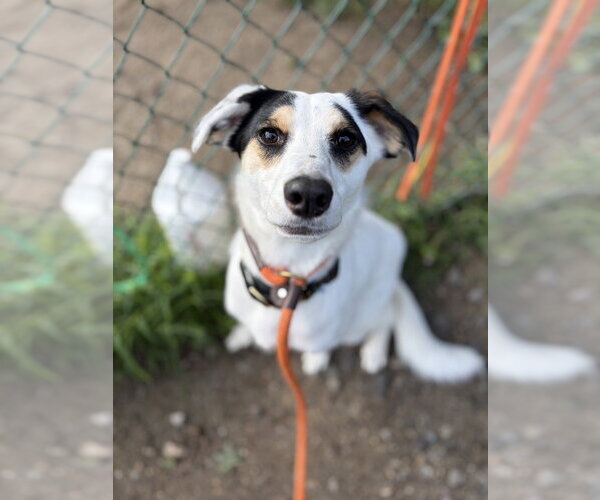 Medium Photo #3 Australian Shepherd-Unknown Mix Puppy For Sale in Brewster, NY, USA
