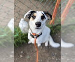 Small #2 Australian Shepherd Mix