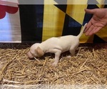 Small Photo #11 Pointer Puppy For Sale in CENTREVILLE, MD, USA