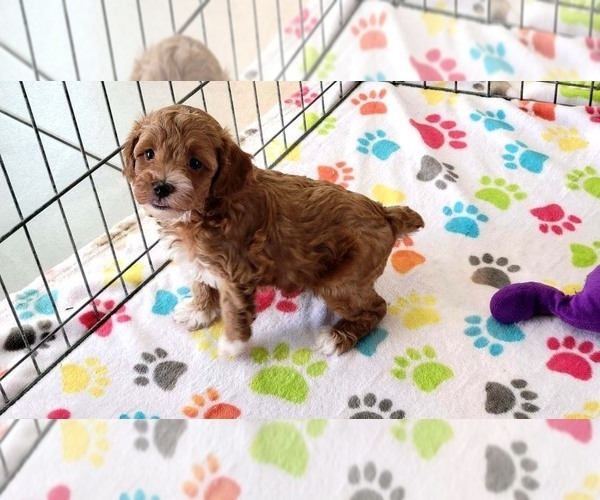 Medium Photo #8 Cock-A-Poo-Poodle (Miniature) Mix Puppy For Sale in ORO VALLEY, AZ, USA