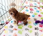 Small #7 Cock-A-Poo-Poodle (Miniature) Mix