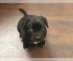 Small Photo #3 Labrador Retriever-Newfoundland Mix Puppy For Sale in CO SPGS, CO, USA