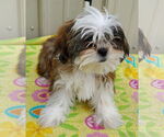 Small #1 Shih Tzu