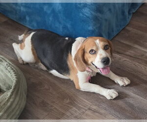 Taylor - Female Beagle Dog for Adoption - Photo #10
