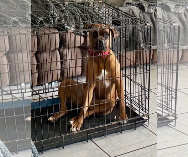 Medium Photo #5 Boxer Puppy For Sale in Dumont, NJ, USA