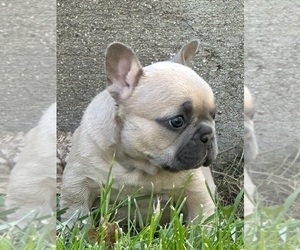 French Bulldog Puppy for sale in SUSSEX, WI, USA