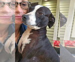 Small #10 Boston Terrier Mix