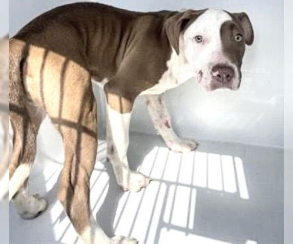 Medium Photo #1 American Pit Bull Terrier-Unknown Mix Puppy For Sale in Houston, TX, USA