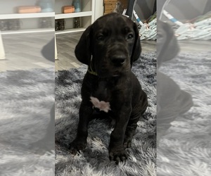 Great Dane Puppy for Sale in AMARILLO, Texas USA