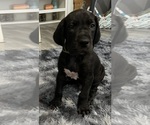 Image preview for Ad Listing. Nickname: Mr Charlie
