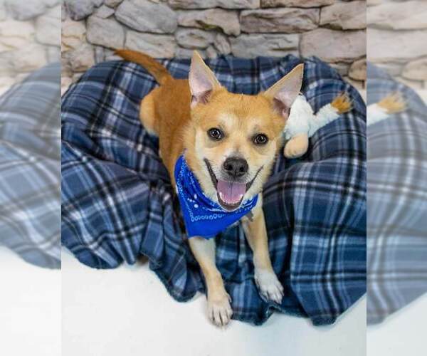 Medium Photo #4 Mutt Puppy For Sale in Kennesaw, GA, USA