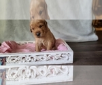 Small Photo #19 Golden Retriever Puppy For Sale in SAINT LOUIS, MO, USA