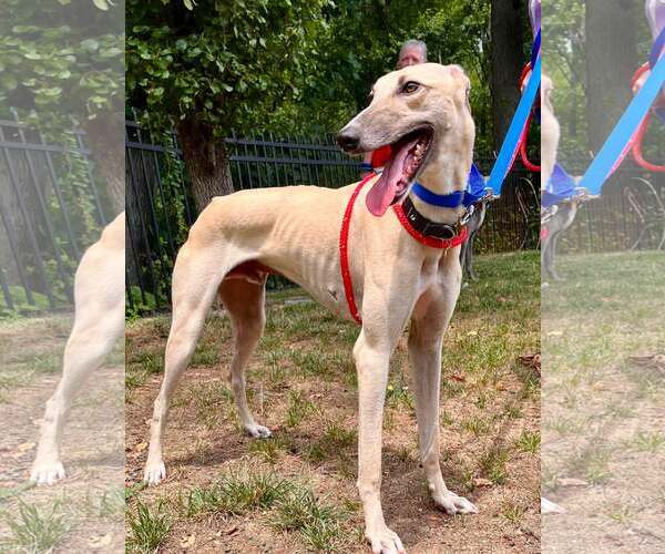 Medium Photo #5 Whippet Puppy For Sale in Cherry Hill, NJ, USA