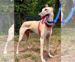 Small #4 Whippet