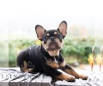 Small #8 French Bulldog
