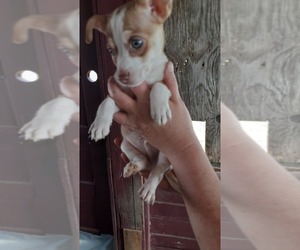 Chihuahua Puppy for sale in WEST DECATUR, PA, USA