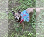 Small #1 Chihuahua