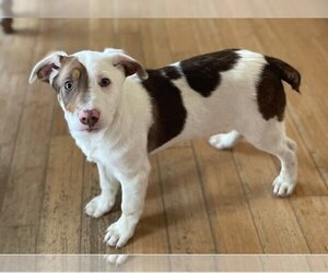 Border Collie-Staffordshire Bull Terrier Mix Dogs for adoption in Conway, AR, USA