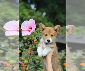 Pembroke Welsh Corgi Puppy for sale in FAIR GROVE, MO, USA