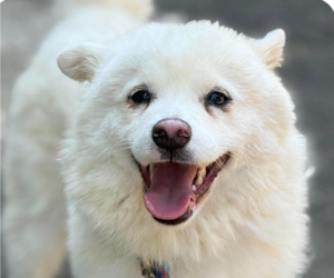 Unknown-pomeranian spitz Mix Dogs for adoption in San Ramon, CA, USA
