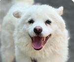 Small pomeranian spitz Mix