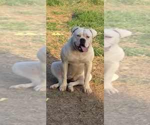 Mother of the American Bulldog puppies born on 12/14/2025