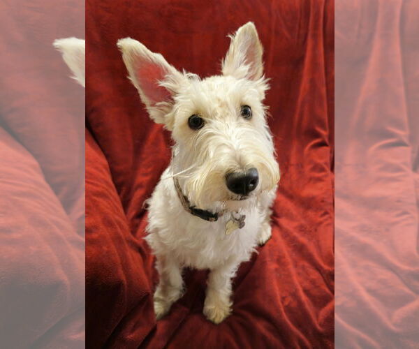 Medium Photo #3 Mutt Puppy For Sale in Dallas, TX, USA