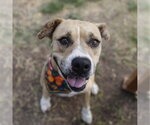 Small American Staffordshire Terrier Mix