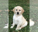 Small Photo #12 Golden Retriever Puppy For Sale in EAST FREEHOLD, NJ, USA