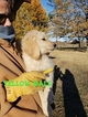 Small Photo #30 Goldendoodle Puppy For Sale in CLARKSVILLE, TX, USA