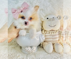 Pomeranian Puppy for sale in TAMPA, FL, USA