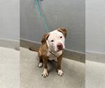 MAYA - Female Mutt Dog for Adoption - Small photo