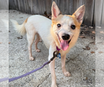 Small #5 Jack Russell Terrier Mix