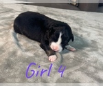 Small Photo #20 Australian Shepherd Puppy For Sale in SALISBURY, NC, USA