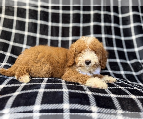 Medium Photo #4 Poodle (Miniature) Puppy For Sale in LAKELAND, FL, USA