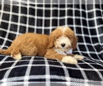 Small #3 Poodle (Miniature)