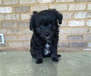 Aussiedoodle Miniature -Poodle (Toy) Mix Puppy for sale in MURFREESBORO, TN, USA