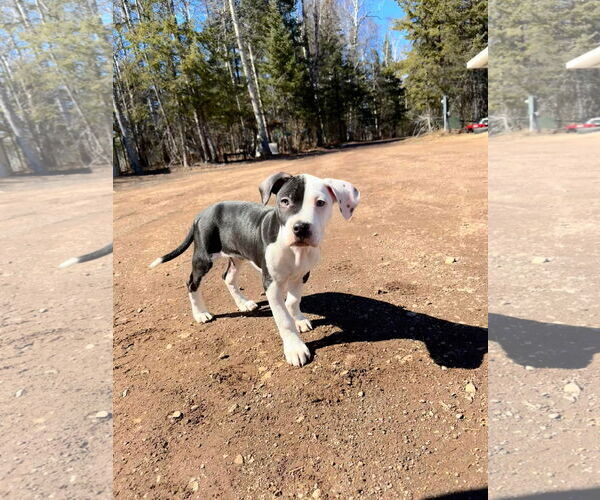 Medium Photo #5 American Pit Bull Terrier-Unknown Mix Puppy For Sale in Duluth, MN, USA