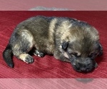 Small Photo #2 German Shepherd Dog Puppy For Sale in DELAVAN, IL, USA