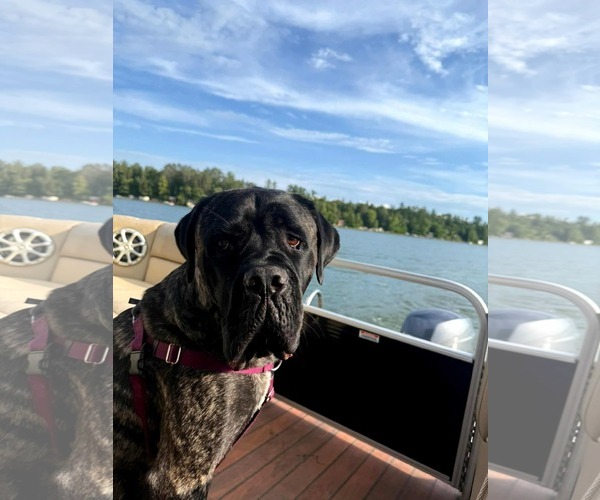 Medium Photo #4 Mastiff-Unknown Mix Puppy For Sale in Princeton, MN, USA